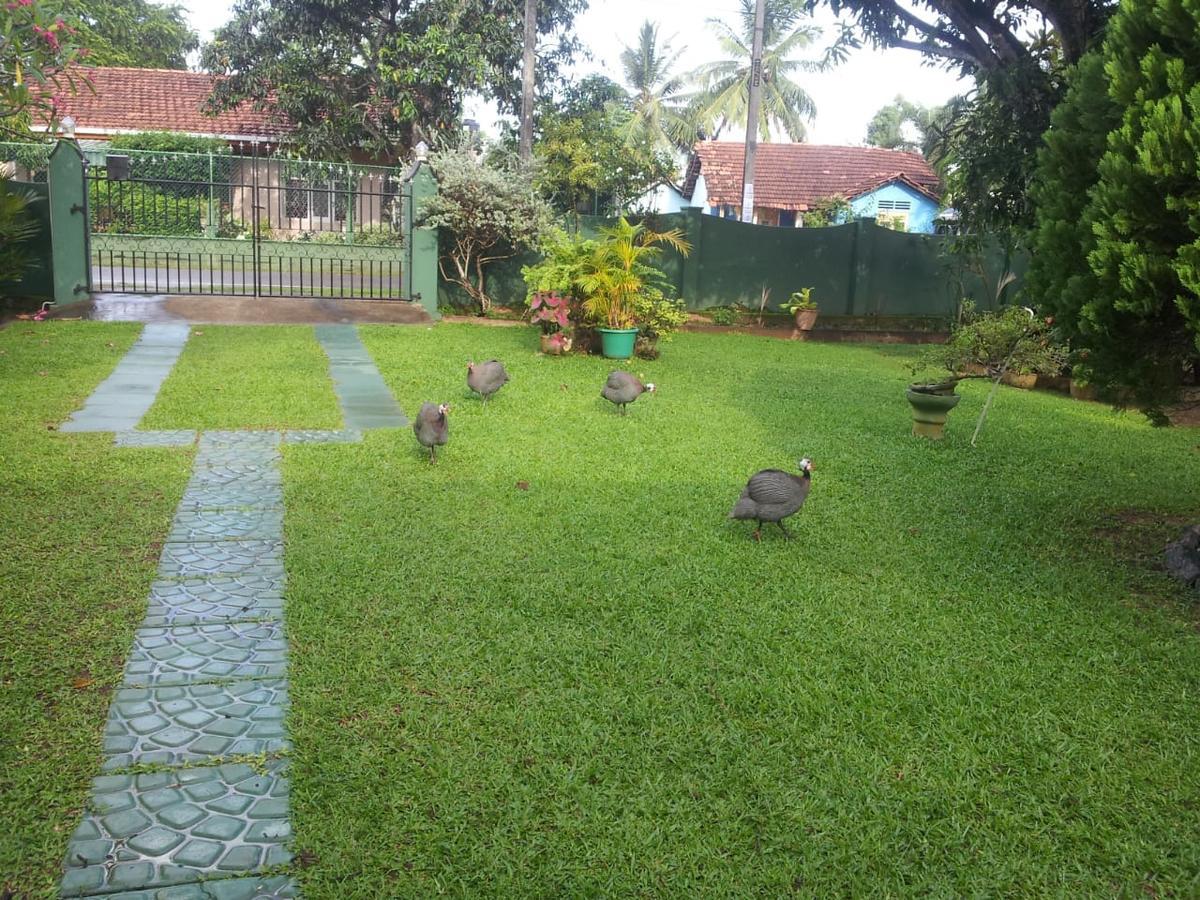 Mama'S Hostel By Taprobane Negombo Ngoại thất bức ảnh